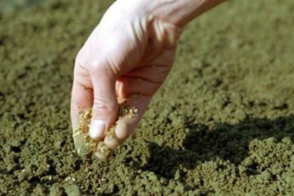  Planter des graines de carotte a renversé du sable