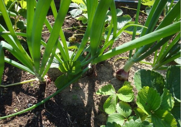  Yalta onions in the garden