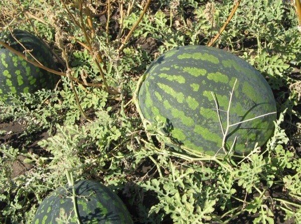  Watermelon Chill wird als mittel-spätreifende Sorte bezeichnet. Die Vegetationsperiode beträgt etwa drei Monate