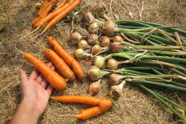  Луковиците са събрани през юли, морковите през август и септември
