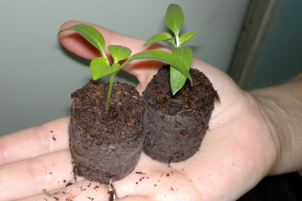  Le système racinaire des plantules est faible, il est recommandé de planter les graines immédiatement dans des comprimés ou des pots de tourbe.