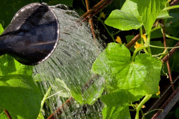  L'arrosage doit être régulier et abondant, le soir, défendu avec de l'eau tiède.