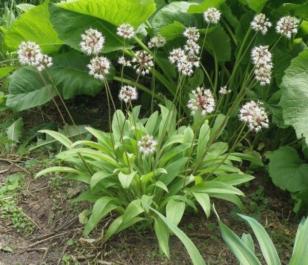  Ail sauvage de Sibérie, oignons ou fiole victorieux