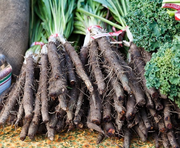  Récolte des carottes noires