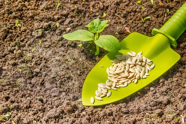  Les graines plantées dans un terrain dégagé ont besoin d'attendre le gel total de la nuit en retraite