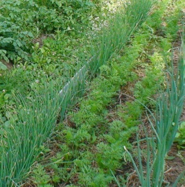  At too thick planting, the onion of chernushka is thinned