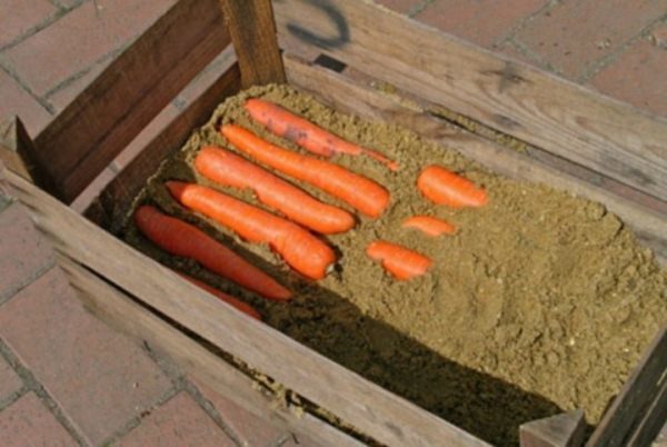  Stocker des carottes nantaises dans le sable