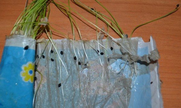  Cultivarea Chernushka pe hârtie igienică umedă