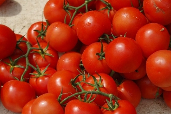  Variety ντομάτας Verlioka: περιγραφή και χαρακτηριστικά, καλλιέργεια, κριτικές