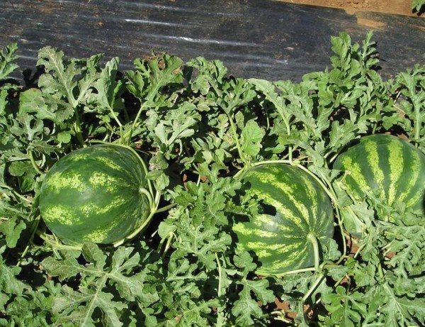  Anguria Cremisi Il dolce cresce in ogni luogo, ma preferisce un luogo soleggiato e ben ventilato.