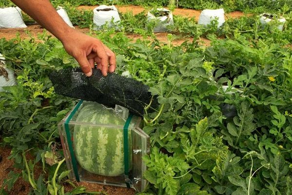  Quadratische Wassermelone in einer Box auf dem Gartengrundstück