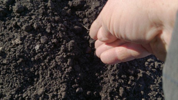  İhale saplarının kurumasına ve yok olmasına bağlı olarak kuru zeminde, özellikle çimlendirilmiş tohumlarda chernushka eklenmesi istenmez.