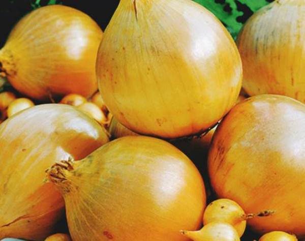  Onion family Kuban yellow