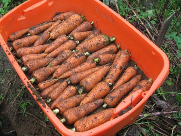  Dans ces conditions, les carottes peuvent être conservées jusqu'au printemps et même jusqu'en été