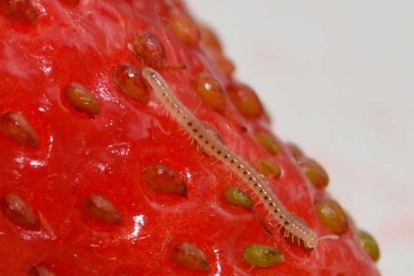  Nematode su fragola