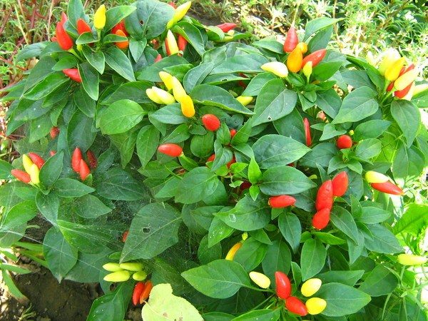  Tabasco Hot Pepper