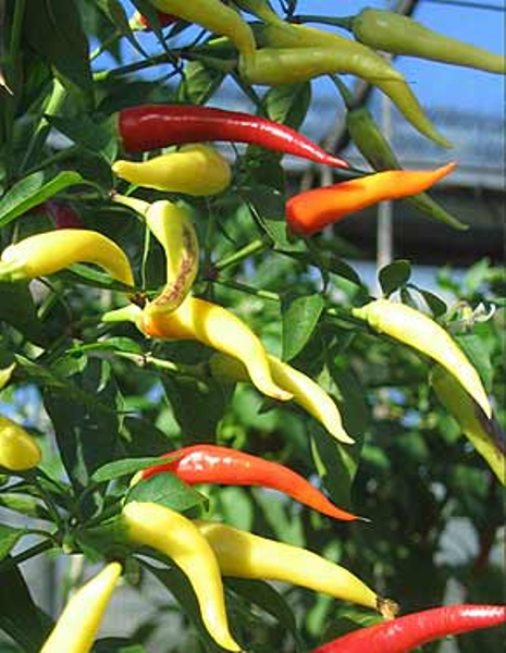  Variété de piment fort Sharp