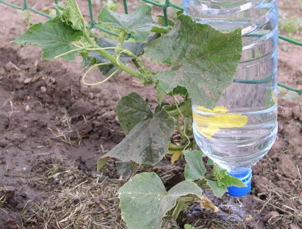  L'arrosage est effectué au fur et à mesure que le sol s'assèche, l'eau de la salle étant séparée le soir.