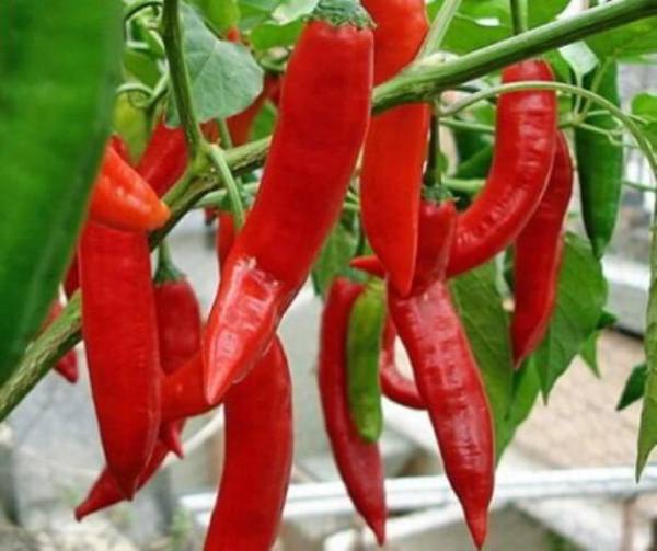  Variétés de piment