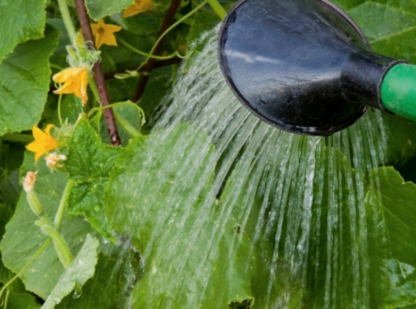  Arrosez le soir avec de l'eau séparée à la température ambiante.