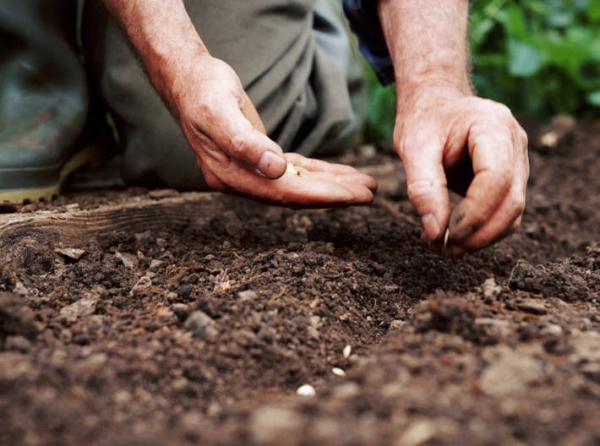  Lors de la plantation de graines, un motif de 50 sur 40 cm est recommandé, 2 à 4 graines sont plantées dans chaque puits.