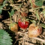  Anzeichen von Spätfäule auf Erdbeeren