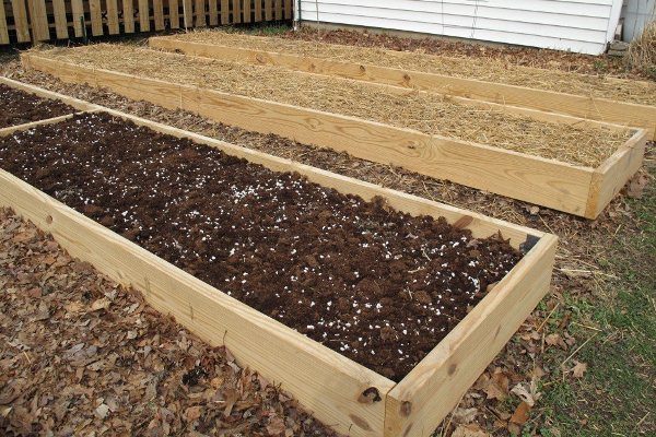  Plate-bande pour la plantation de carottes