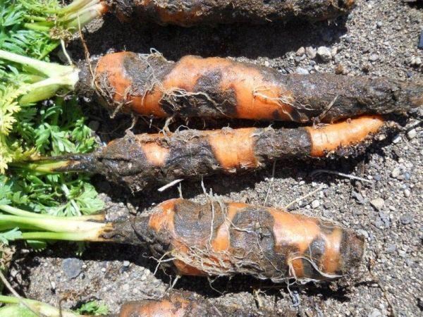  Rhizoctonose de carotte ou pourriture en feutre