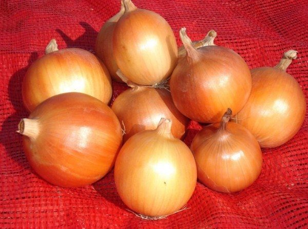  Onion Family Krepysh