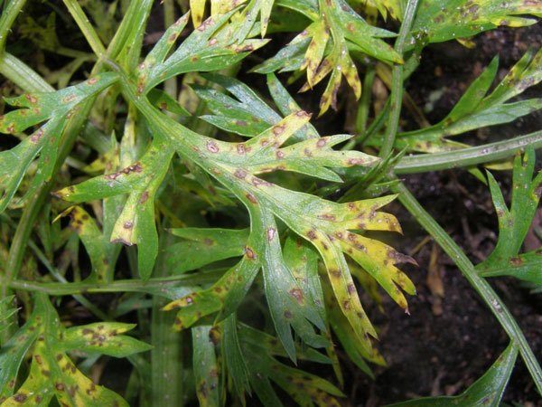  Cercosporose sur les feuilles de carotte