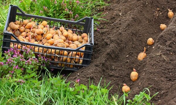  Η πυκνότητα φύτευσης και ο ρυθμός φύτευσης καθορίζονται από την ποικιλία πατάτας, τις ιδιότητες των κονδύλων σπόρων και τον καιρό