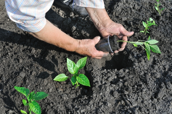  Les poivrons doivent être plantés dans le sol à la fin du mois de mai, dès qu'il fait chaud.