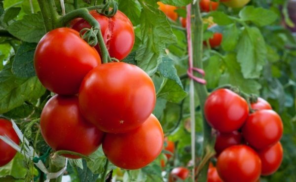  Variété précoce de tomate Andromède