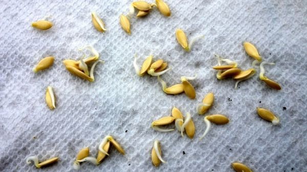  Pentru plantarea aprilie utilizați semințe germinate sau răsaduri