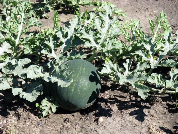  Wassermelonenschlamm Baby wird sowohl im Gewächshaus als auch im Freiland gezüchtet