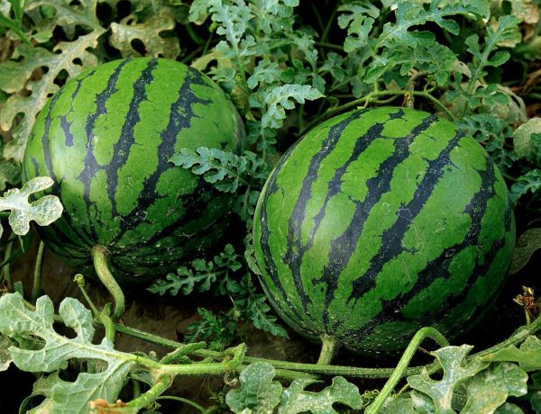  Wassermelonen im Garten sägen