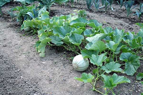  Et les melons et les pastèques ont tendance à croître