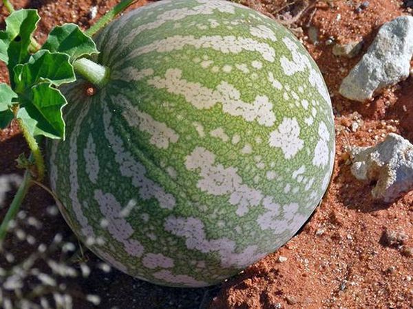  Le zucche come terreni nutrienti e macchie di terra soleggiate