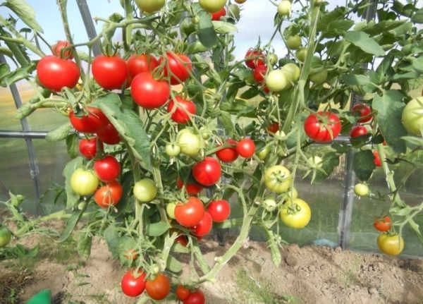  Tomate Blagovest