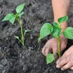  La transplantation dans le sol se fait après l'apparition de 3-4 feuilles