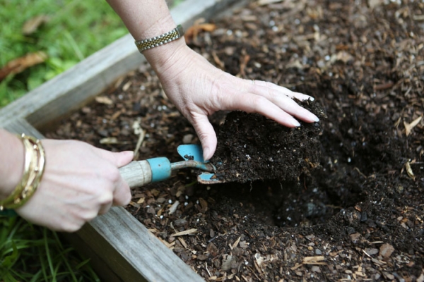  Les parcelles destinées à la plantation future de concombres doivent être fertilisées à l’automne ou au printemps, puis déterrées.