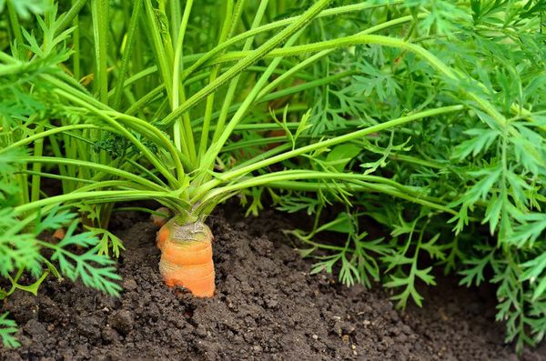  Planter des carottes au printemps