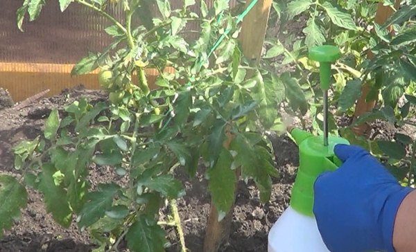  Traitement des plants de tomates contre les maladies fongiques