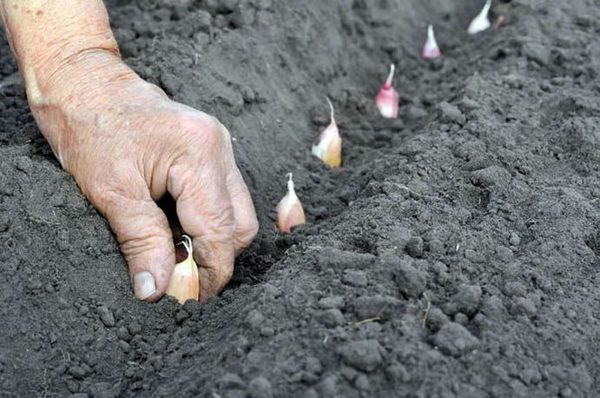  L'ail d'hiver est planté fin septembre-début octobre