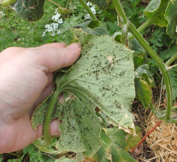  Concombre buisson de melon gomme