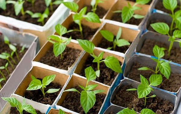  Les jeunes plants de poivron ne tolèrent pas la transplantation, ils devraient donc être plantés immédiatement dans des récipients séparés.