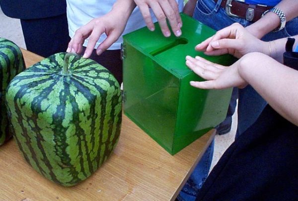  Quadratische Wassermelone schließen auf dem Tisch oben