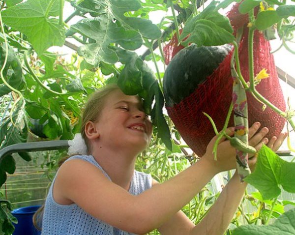  Gebundene Wassermelonen in Gewächshäusern