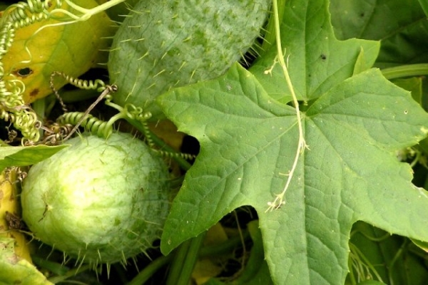  Plante annuelle de la famille des citrouilles, fleurit de juin à septembre