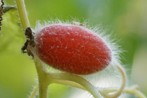  La peau d'un concombre rouge est recouverte d'un duvet qui disparaît à mesure qu'il mûrit.